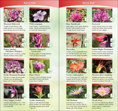 Wildflowers of Texas - Image 3