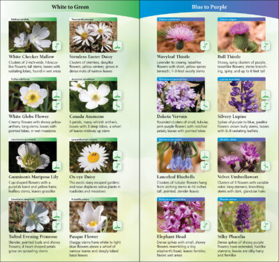 Wildflowers of Texas - Image 4