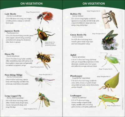 Insects & Bugs of North America - Image 2