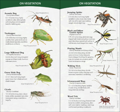 Insects & Bugs of North America - Image 3