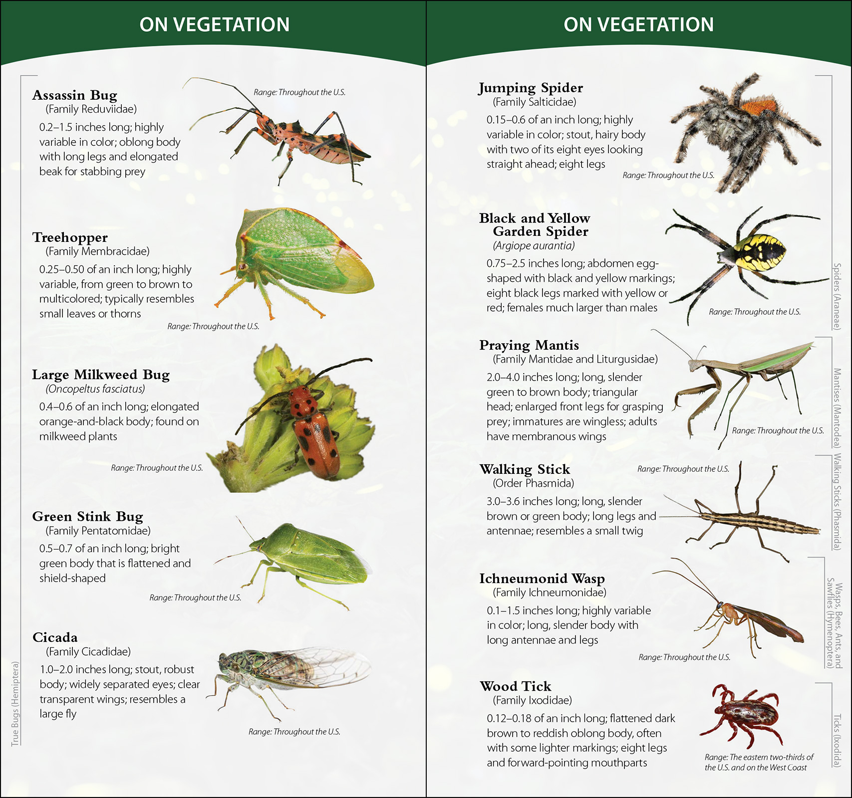 Insects & Bugs of North America - AdventureKEEN Shop