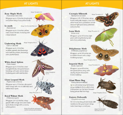Insects & Bugs of North America - Image 4