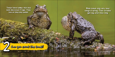 Can You Count the Critters? - Image 3