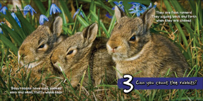 Can You Count the Critters? - Image 4