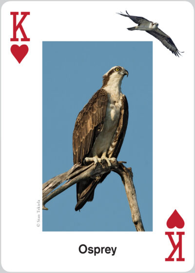 Raptors Playing Cards - Image 2