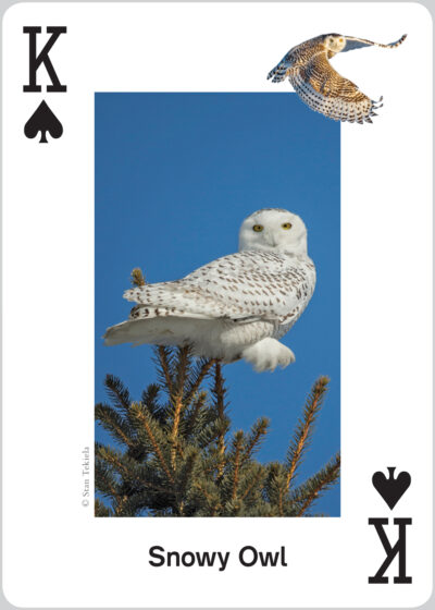 Raptors Playing Cards - Image 3