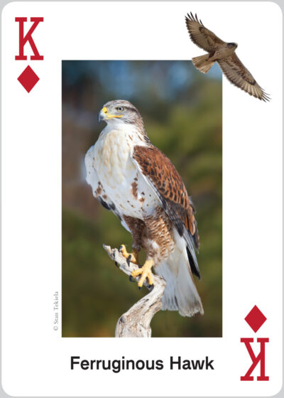 Raptors Playing Cards - Image 4