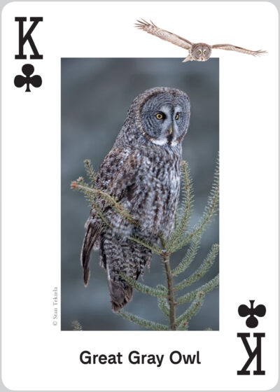 Raptors Playing Cards - Image 5