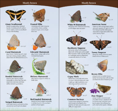 Butterflies of the Northeast - Image 2