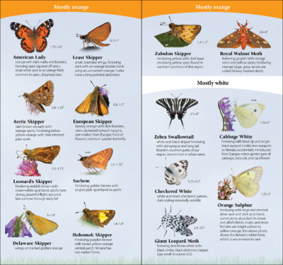 Butterflies of the Northeast - Image 3