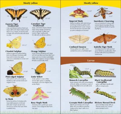 Butterflies of the Northeast - Image 4