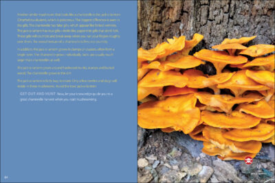 Start Mushrooming - Image 4