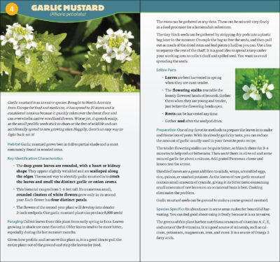 Foraging in North America - Image 4