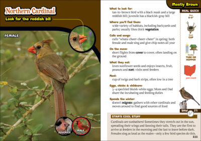 The Kids' Guide to Birds of Ohio - Image 3