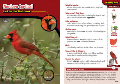 The Kids' Guide to Birds of Ohio - Image 4