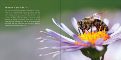 Our Love of Bees - Image 2