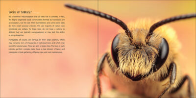 Our Love of Bees - Image 4