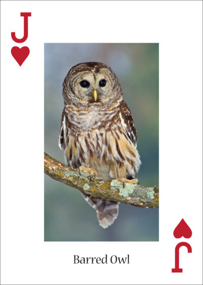 Owls Playing Cards - Image 2