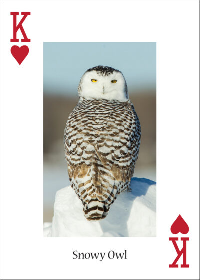 Owls Playing Cards - Image 4