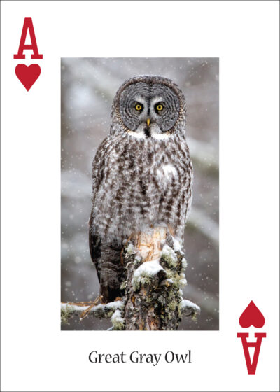 Owls Playing Cards - Image 5