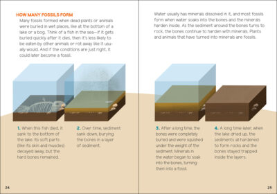 Fossils for Kids - Image 2