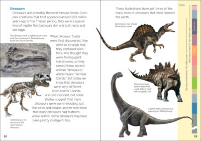 Fossils for Kids - Image 4