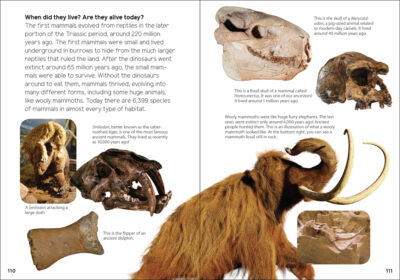 Fossils for Kids - Image 5
