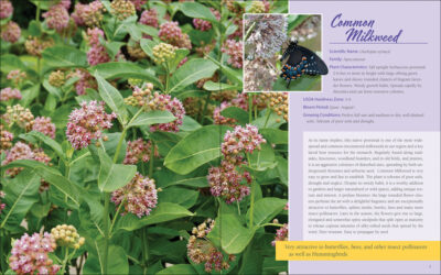 Native Plant Gardening for Birds, Bees & Butterflies: Upper Midwest - Image 2