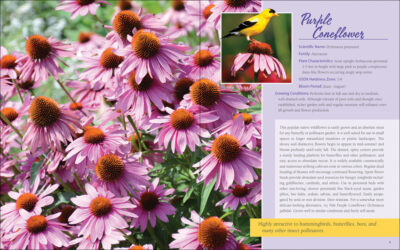 Native Plant Gardening for Birds, Bees & Butterflies: Upper Midwest - Image 5