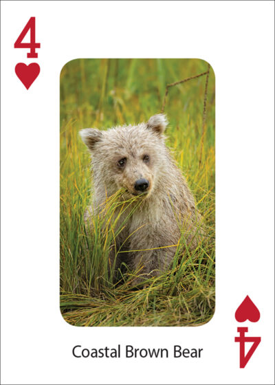 Bears Playing Cards - Image 2