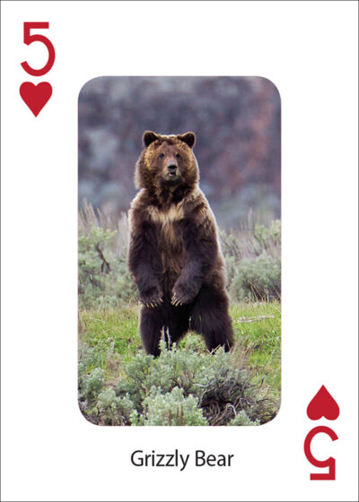 Bears Playing Cards - Image 3