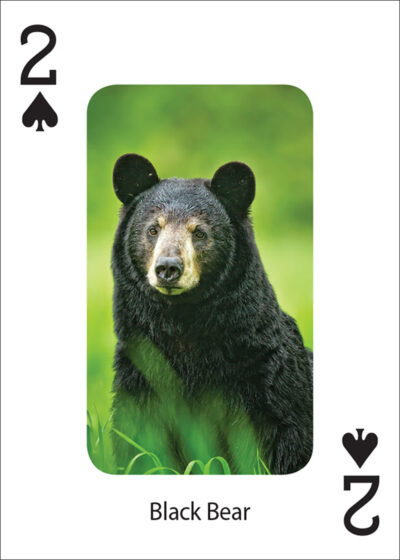 Bears Playing Cards - Image 4