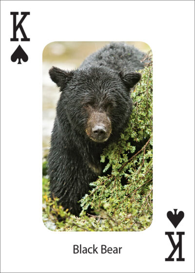Bears Playing Cards - Image 5