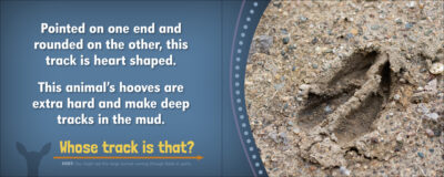 Whose Track Is That? - Image 2