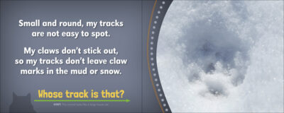 Whose Track Is That? - Image 4