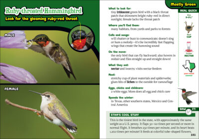 The Kids' Guide to Birds of Texas - Image 2