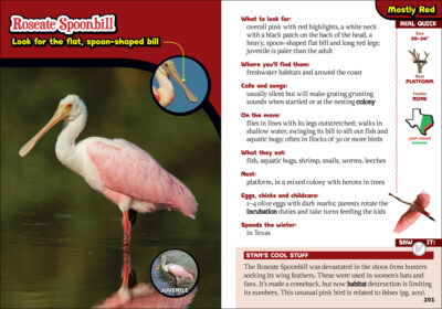 The Kids' Guide to Birds of Texas - Image 4