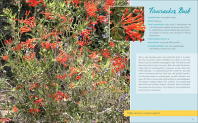Native Plant Gardening for Birds, Bees & Butterflies: Southwest - Image 3