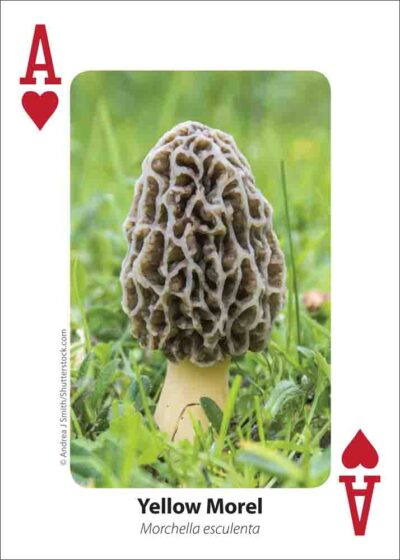 Mushrooms Playing Cards - Image 2