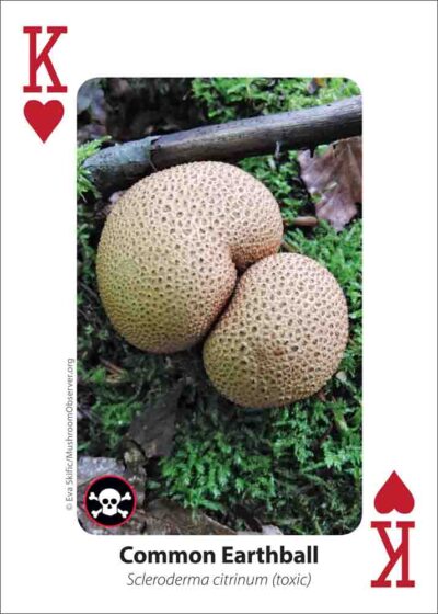Mushrooms Playing Cards - Image 3