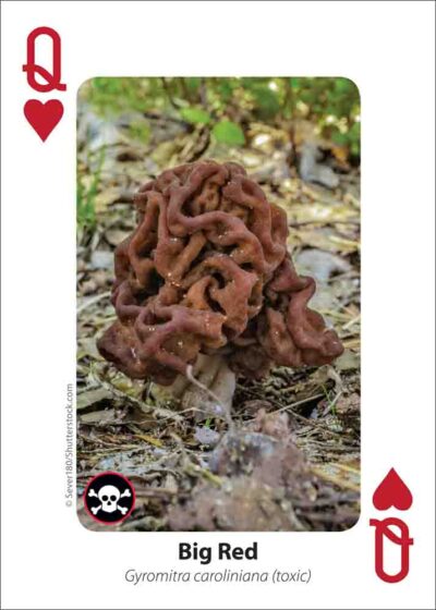 Mushrooms Playing Cards - Image 4