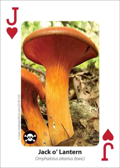 Mushrooms Playing Cards - Image 5