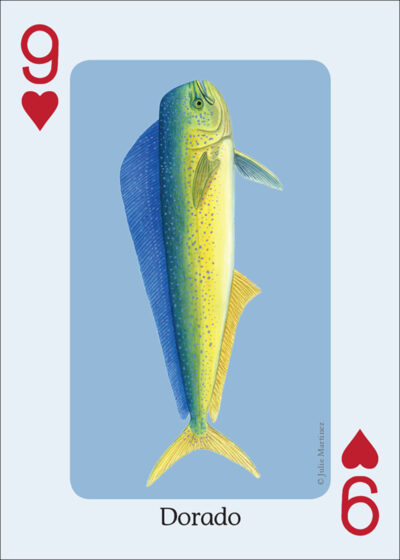 Saltwater Fish of the Gulf & Atlantic Playing Cards - Image 2