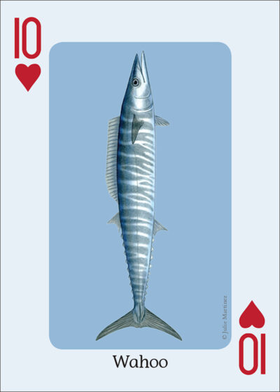 Saltwater Fish of the Gulf & Atlantic Playing Cards - Image 3