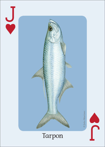 Saltwater Fish of the Gulf & Atlantic Playing Cards - Image 4