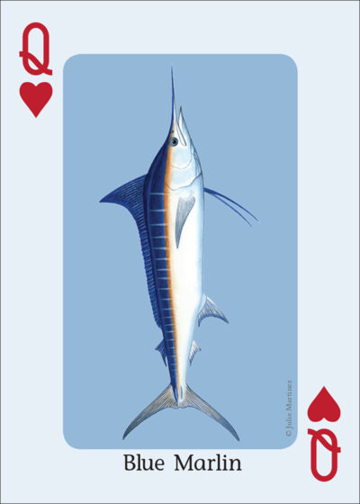 Saltwater Fish of the Gulf & Atlantic Playing Cards - Image 5