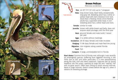 Birds of Florida Field Guide - Image 4