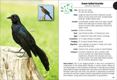 Birds of Colorado Field Guide - Image 3