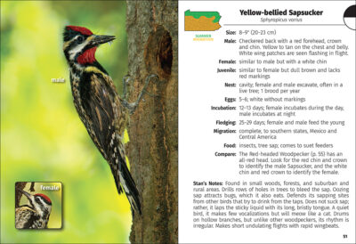 Birds of Pennsylvania Field Guide - Image 4