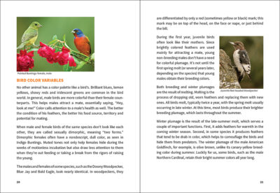 Stan Tekiela's Birding for Beginners: Rocky Mountains - Image 4